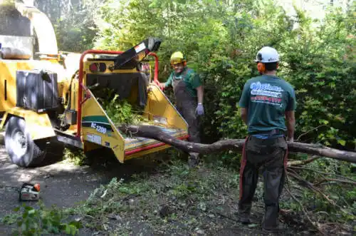 tree services Rockledge